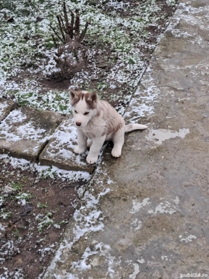 Cauta casa noua  - imagine 3