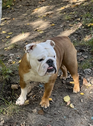 femela Bulldog Englez