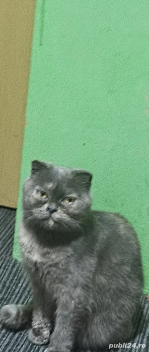 pisica cuminte si loiala