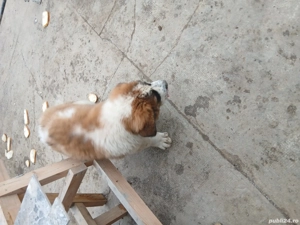 de vinzare - imagine 2