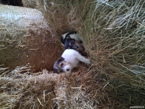 Fox Terrier sarmosii - imagine 2