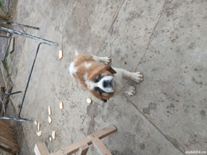 de vinzare - imagine 3