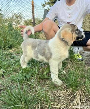 Ciobănesc de Asia centrală 