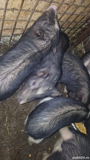 Purcei vietnamezi  - imagine 2