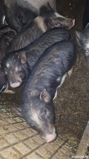 Purcei vietnamezi  - imagine 3