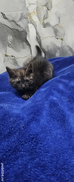 pisica cuminte si loiala - imagine 3