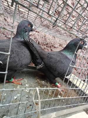 Porumbei americanii .