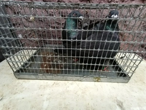 Porumbei americanii . - imagine 2