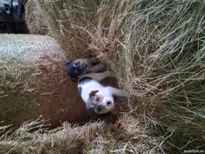 Fox Terrier sarmosii - imagine 4