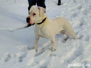 Ocazie!!!!!! Dog Argentinian 