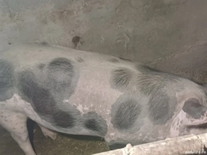 Vând scroafă gestantă - imagine 2