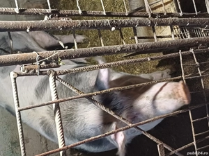 Vând scroafă gestantă - imagine 3