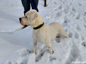 Ocazie!!!!!! Dog Argentinian  - imagine 2