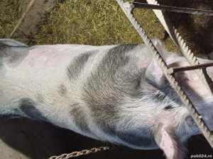 Vând scroafă gestantă - imagine 4