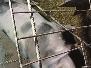 Vând scroafă gestantă - imagine 5