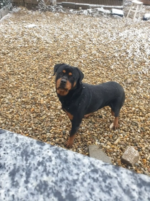 Rottweiler cauta partenera