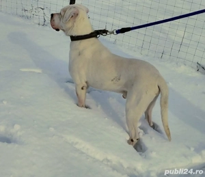 Ocazie!!!!!! Dog Argentinian  - imagine 3