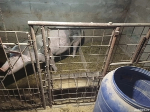 Vând scroafă gestantă