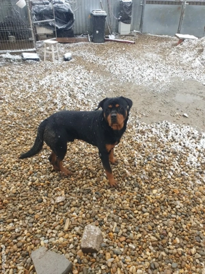 Rottweiler cauta partenera - imagine 3