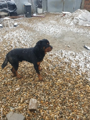 Rottweiler cauta partenera - imagine 2