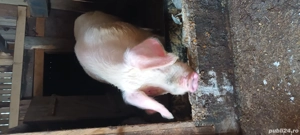 vand vier bun de monta