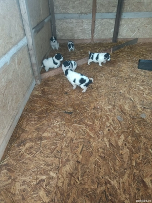 Căței Ciobanesc de Bucovina  - imagine 4