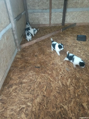 Căței Ciobanesc de Bucovina  - imagine 5