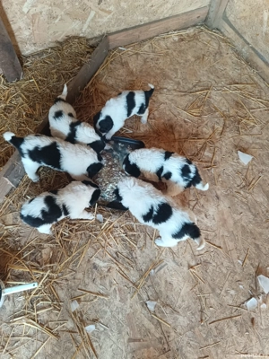 Căței Ciobanesc de Bucovina 