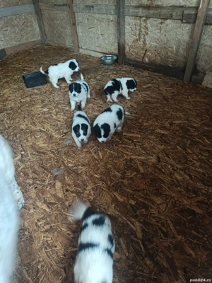 Căței Ciobanesc de Bucovina  - imagine 3