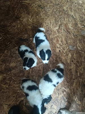 Căței Ciobanesc de Bucovina  - imagine 2