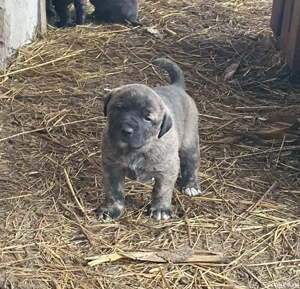 Vand catei kangal x presa canario - imagine 2