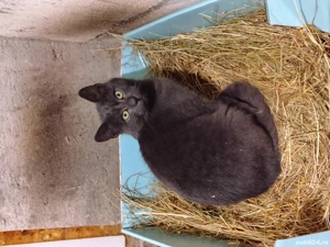 Albastru de Rusia de vânzare sau schimb cu o femela din aceeași rasa - imagine 2