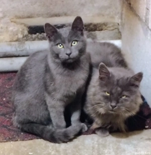 Albastru de Rusia de vânzare sau schimb cu o femela din aceeași rasa - imagine 4