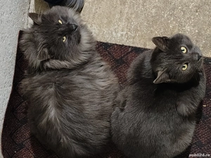 Albastru de Rusia de vânzare 