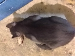 Albastru de Rusia de vânzare sau schimb cu o femela din aceeași rasa - imagine 5