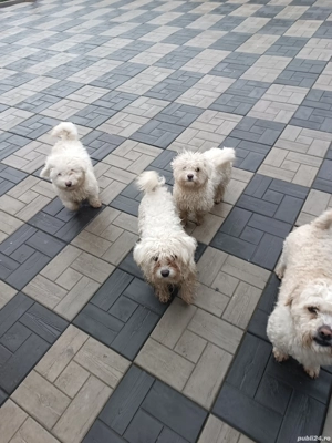 Vând Bishoni - imagine 2