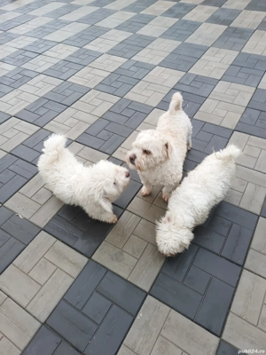 Vând Bishoni - imagine 3