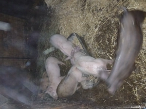 purcei de vânzare - imagine 4