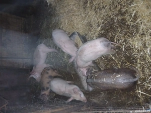 purcei de vânzare - imagine 5