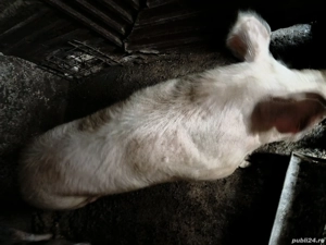 vand porc de casa 