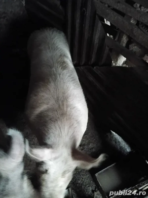 vand porc de casa  - imagine 2