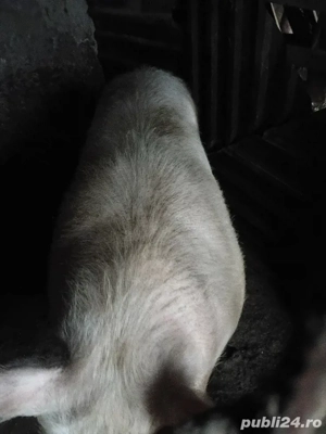 vand porc de casa  - imagine 3