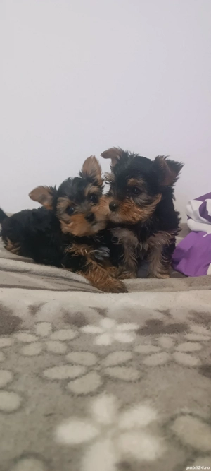 Disponibili un băiețel și o fetiță  - imagine 3