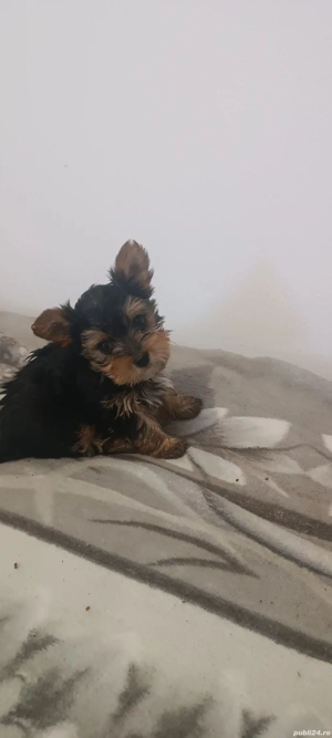 Disponibili un băiețel și o fetiță  - imagine 2