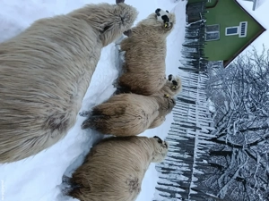 De vânzare  - imagine 2