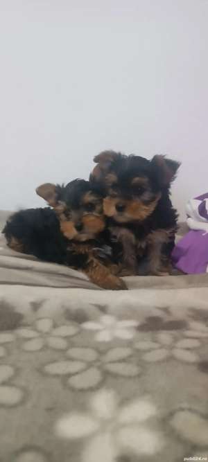 Disponibili un băiețel și o fetiță  - imagine 4