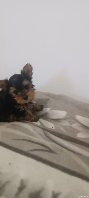 Disponibili un băiețel și o fetiță  - imagine 8