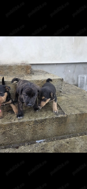 Catei jagdterrier  - imagine 2