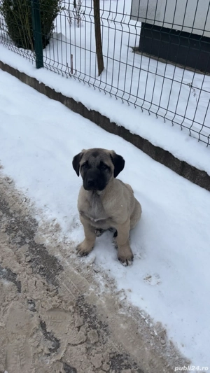 Femela kangal malakli - imagine 2