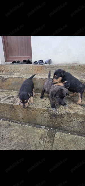 Catei jagdterrier  - imagine 4